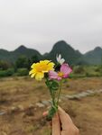 茼蒿花 格桑花