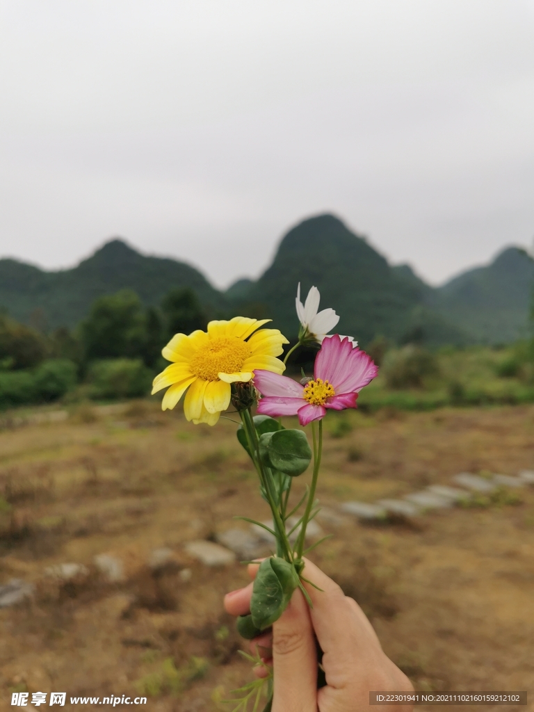 茼蒿花 格桑花