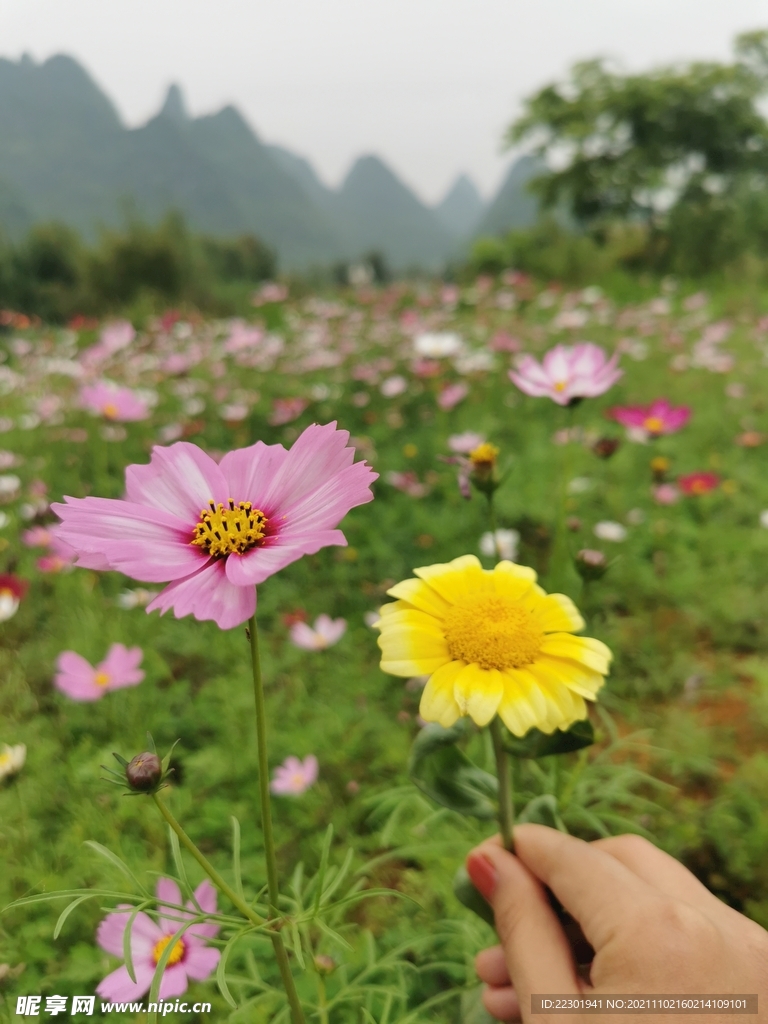 茼蒿花  格桑花