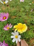  茼蒿花 格桑花