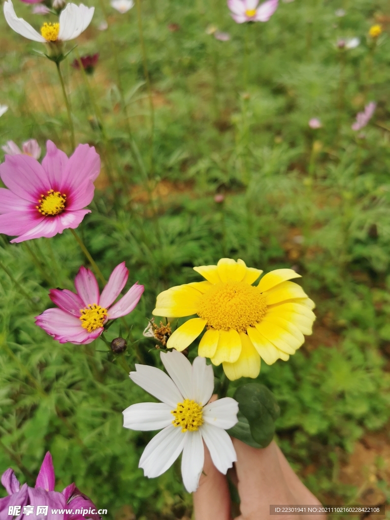  茼蒿花 格桑花