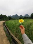 茼蒿花