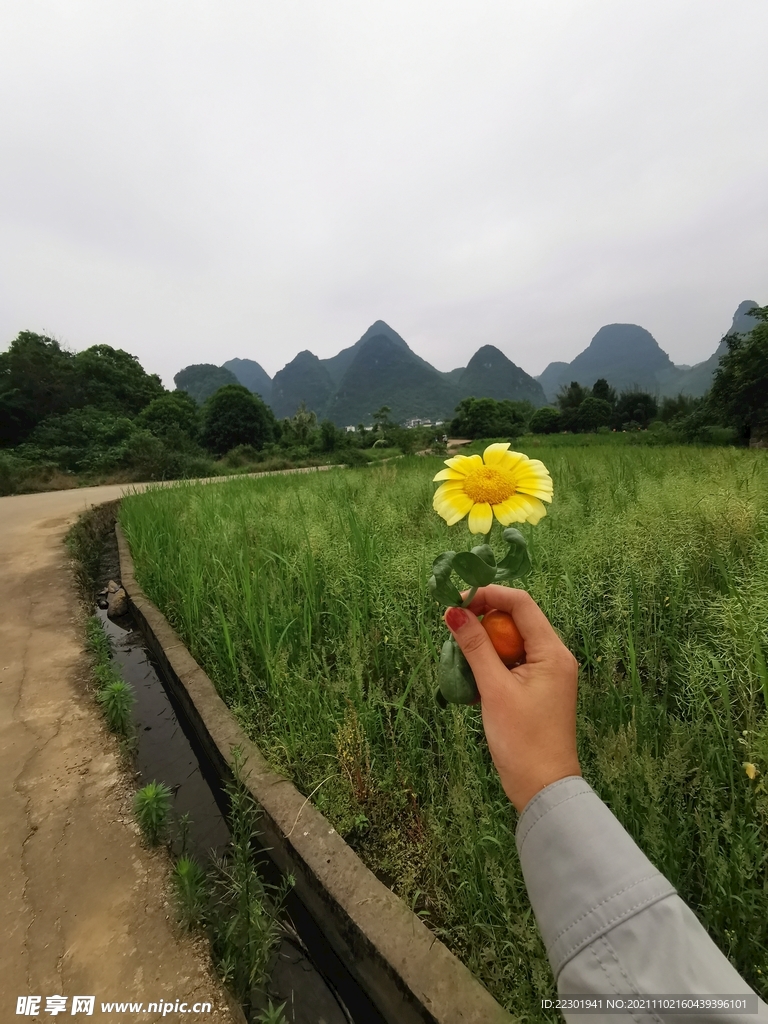 茼蒿花