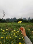 茼蒿花