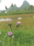 桂林山水 