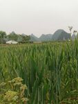 桂林山水 
