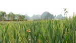 麦田 小麦