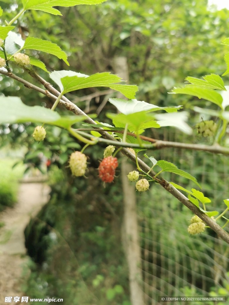 桑葚
