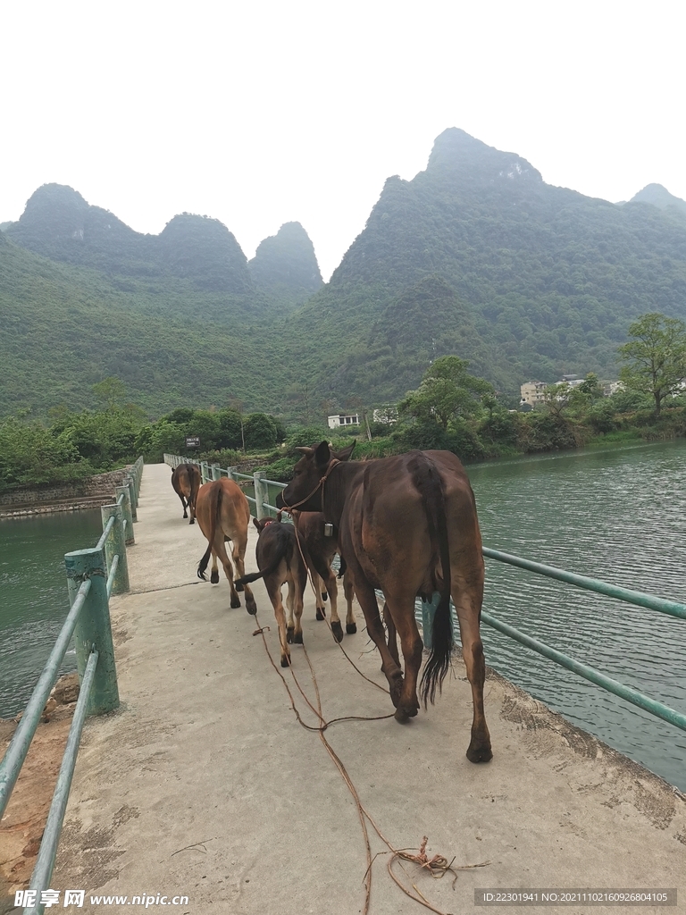 桂林山水  马