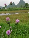 桂林山水 