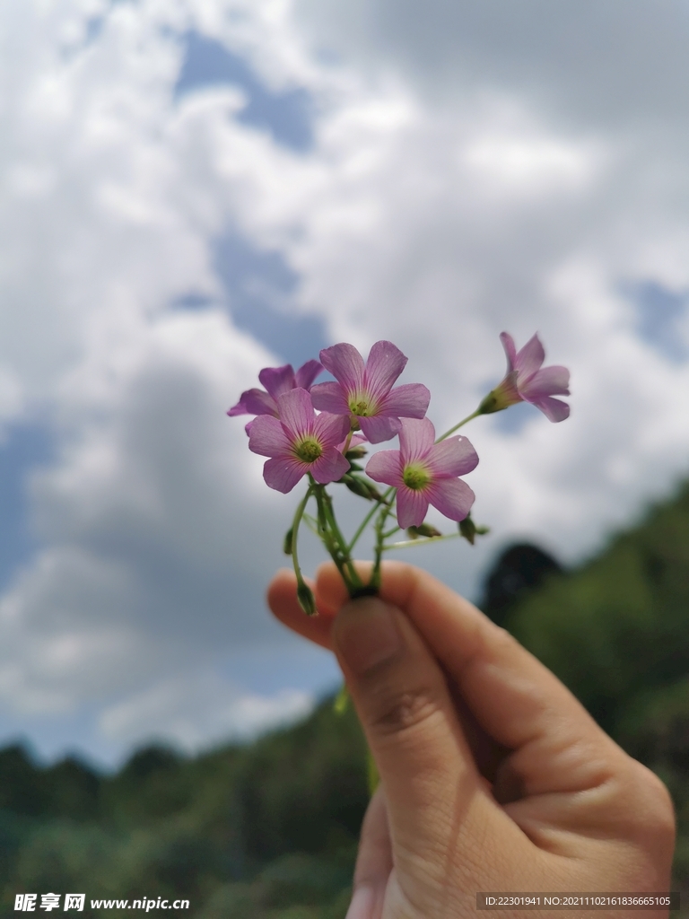 红花酢浆草