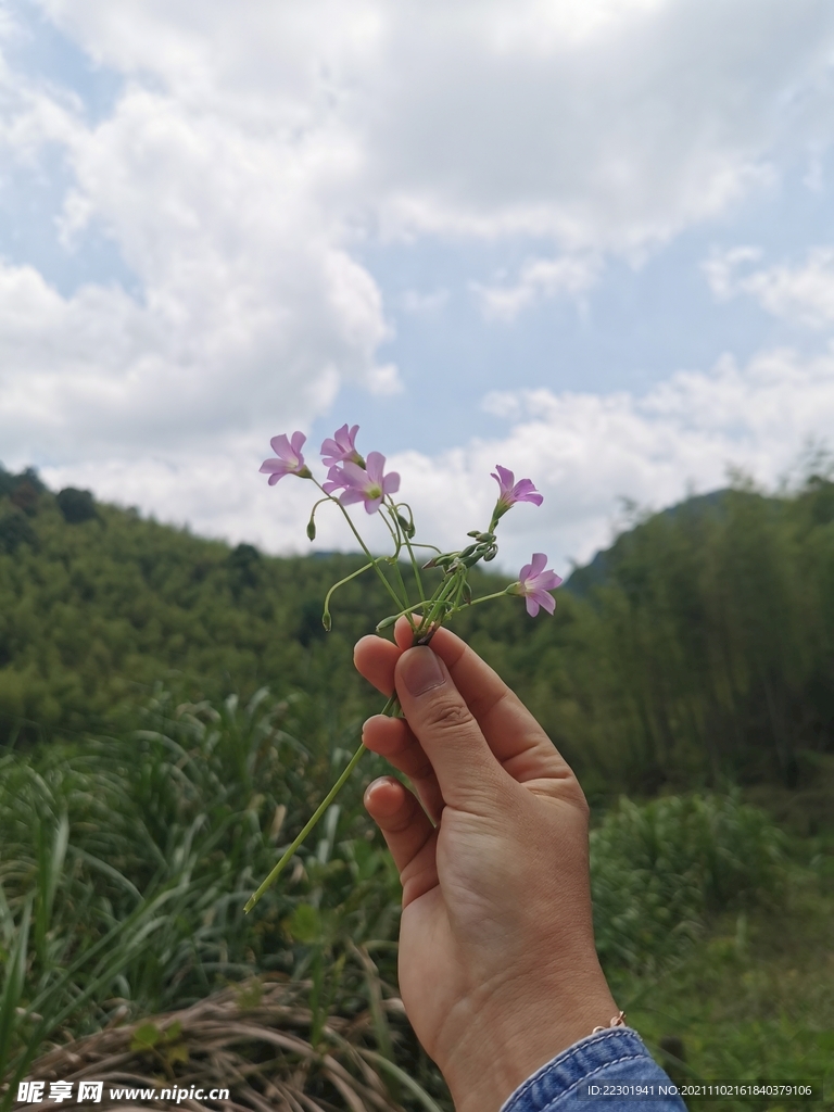 红花酢浆草