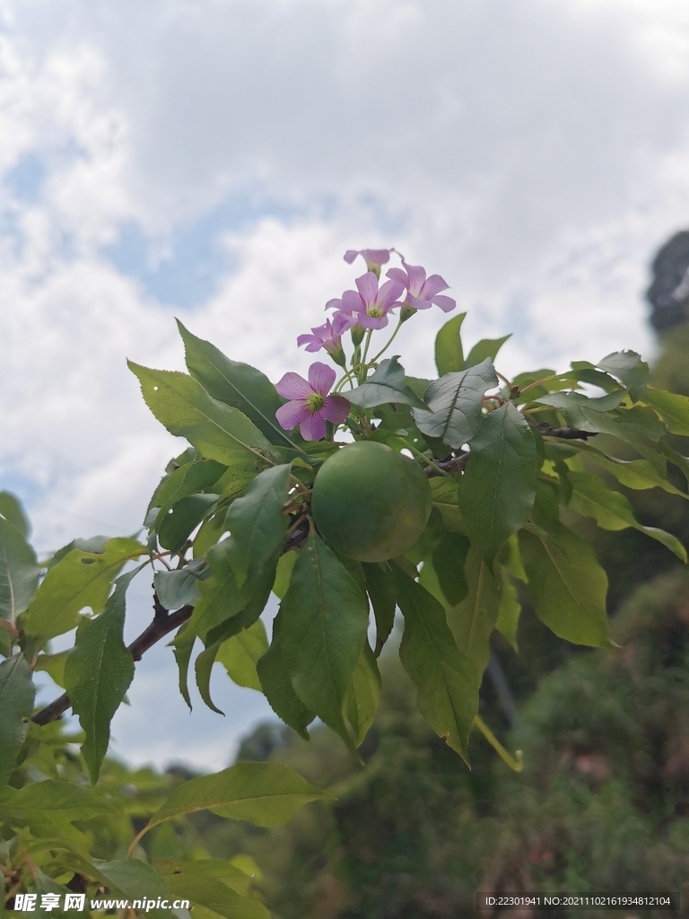 红花酢浆草