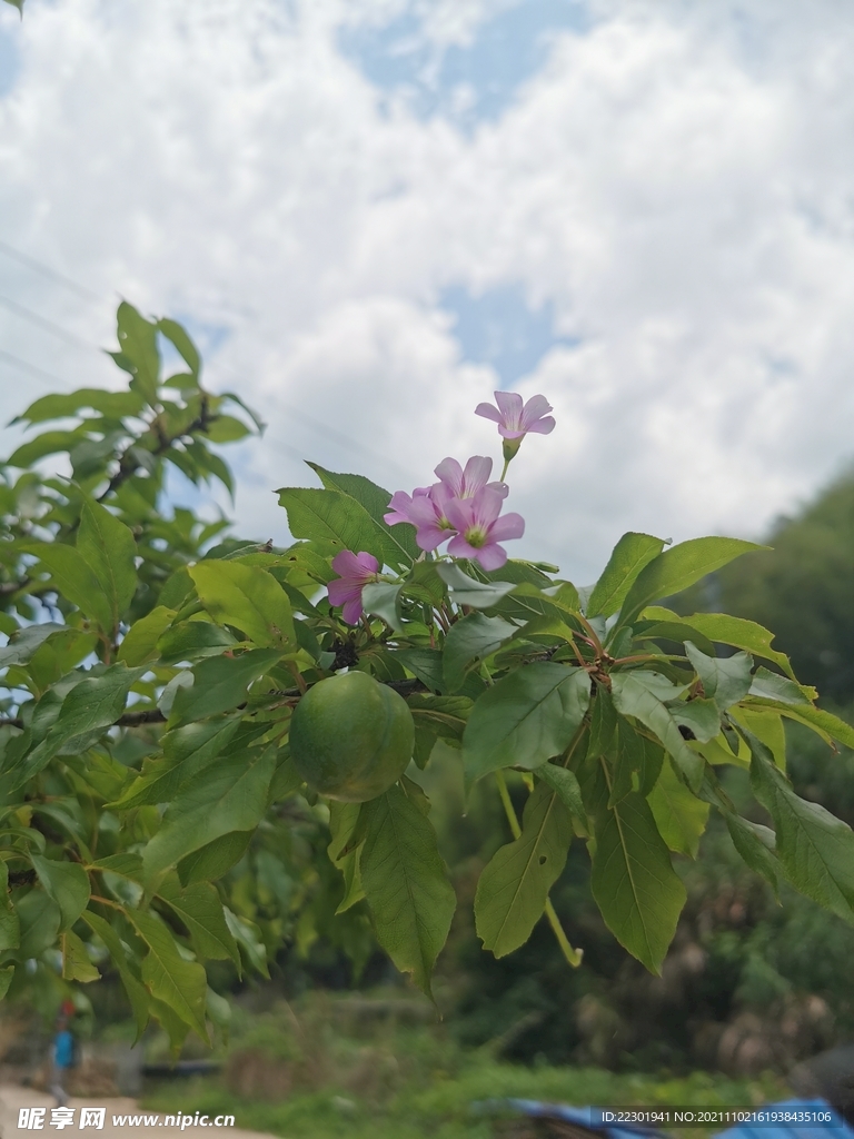 红花酢浆草