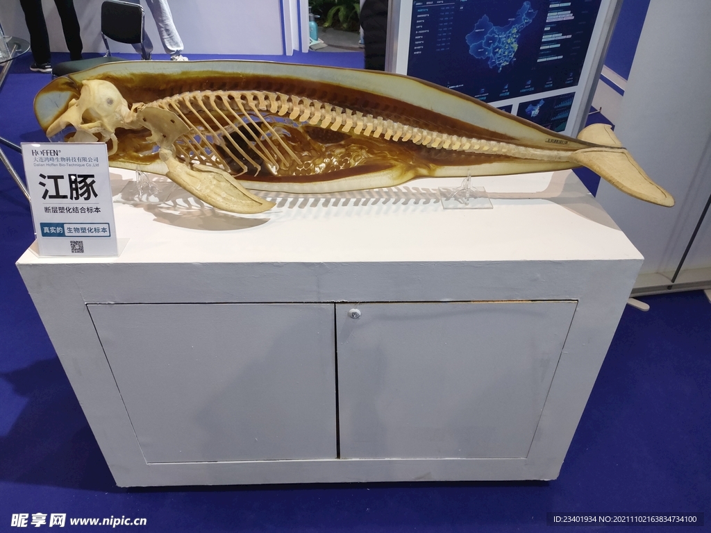 江豚生物塑化标本生物科技展品