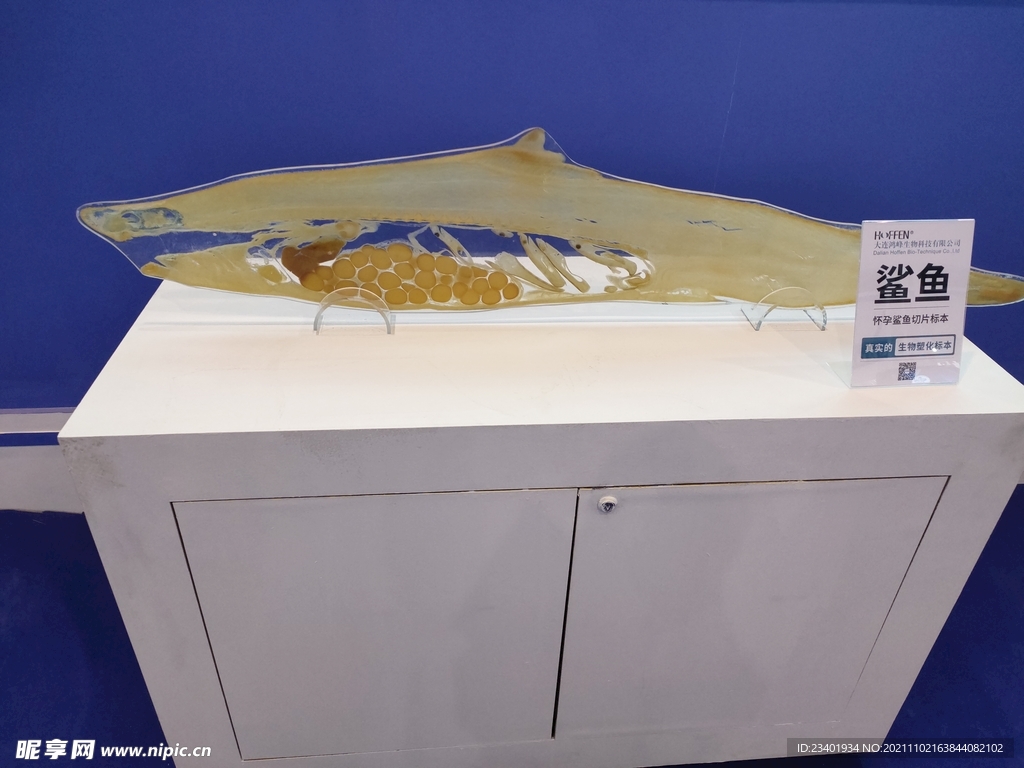 鲨鱼生物塑化标本生物科技展品