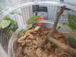 蜥蜴爬行类生物展会