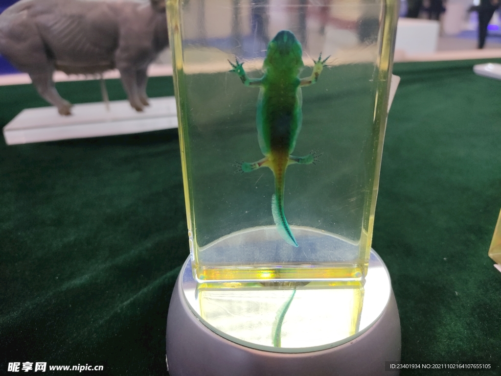 爬行类生物塑化标本生物科技展品