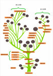 生物进化树 生命进化树矢量