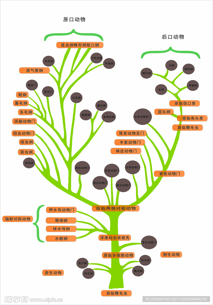 生物进化树 生命进化树矢量