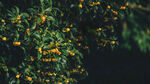 桂花