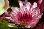 菊花绽放