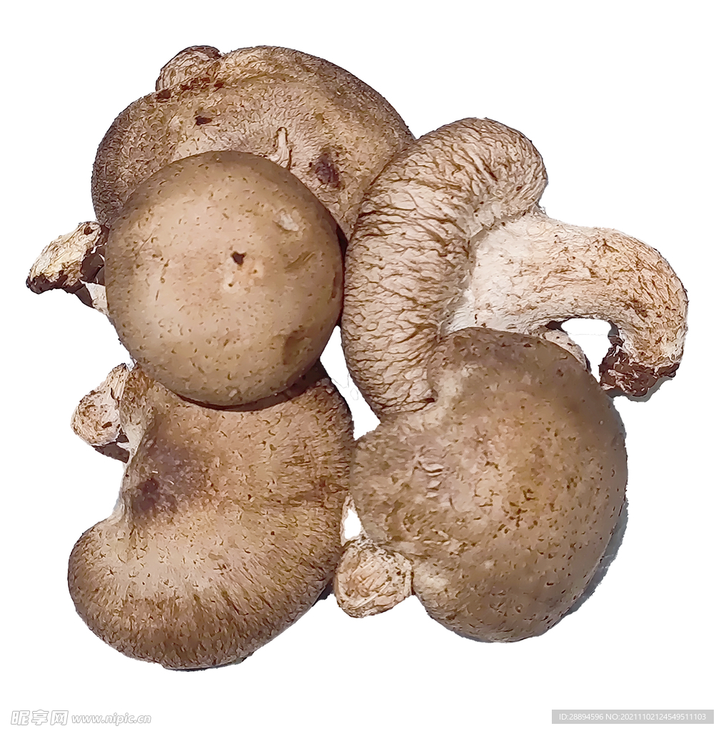 香菇,新鲜香菇蘑菇菌类