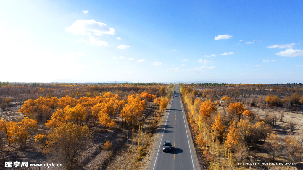 胡杨公路