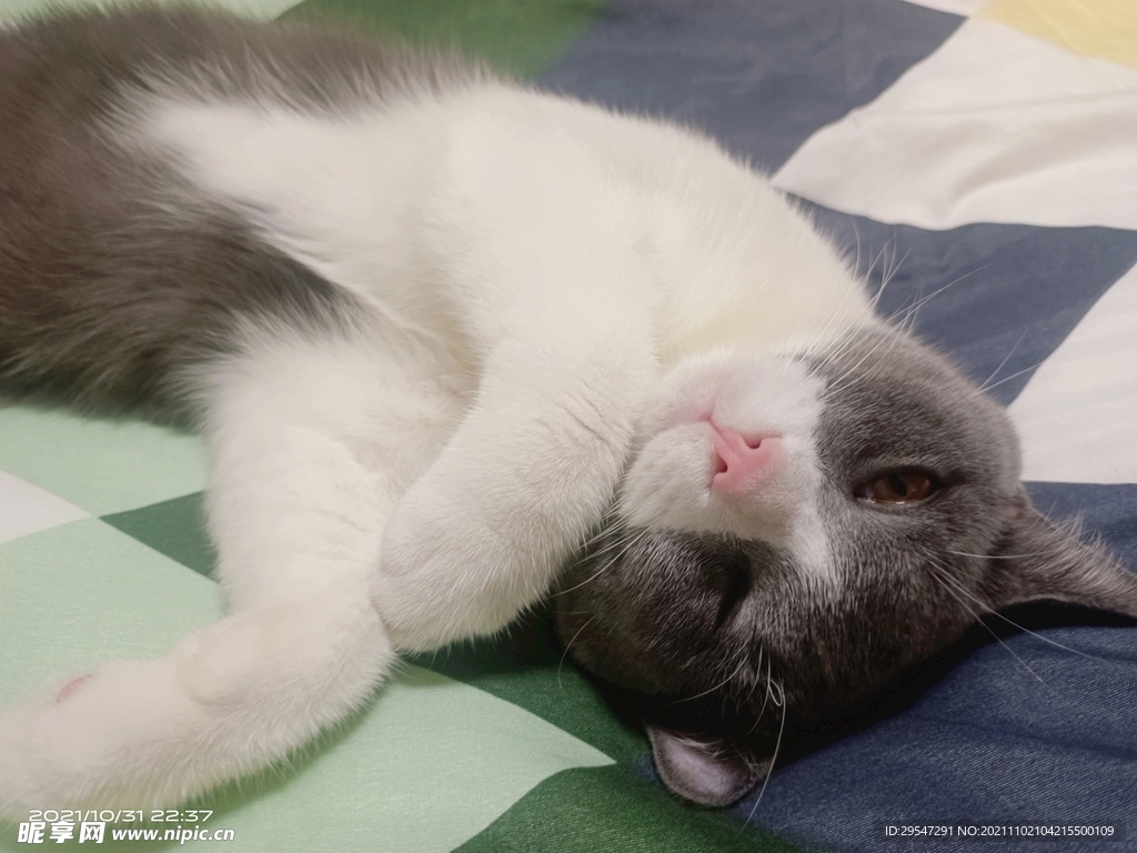 猫