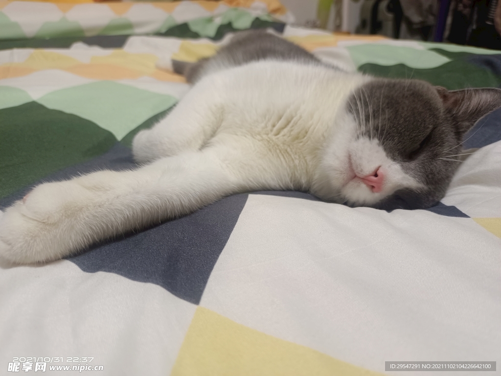猫