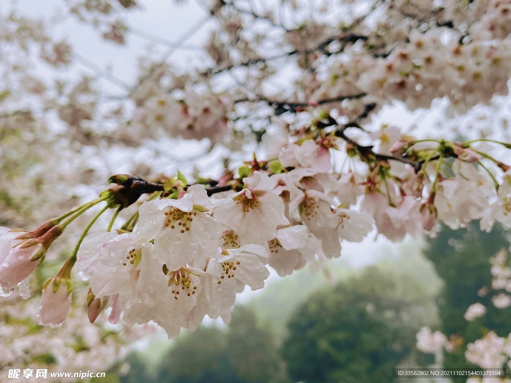 樱花