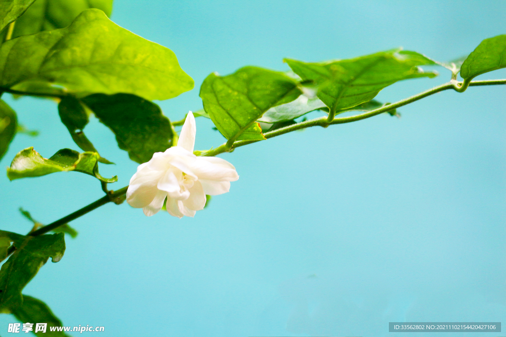 茉莉花