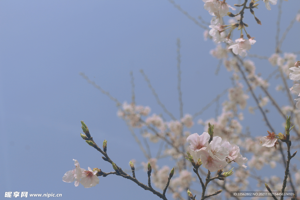 樱花