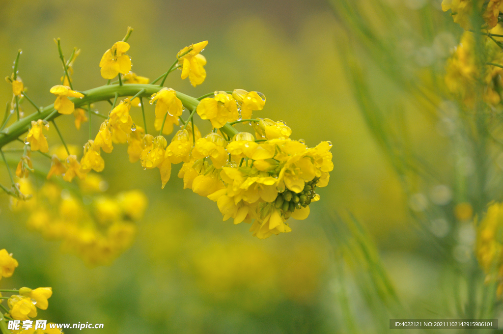 油菜花