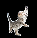猫咪png