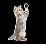 猫咪png
