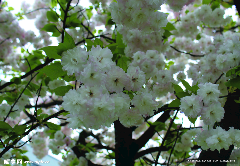 花 