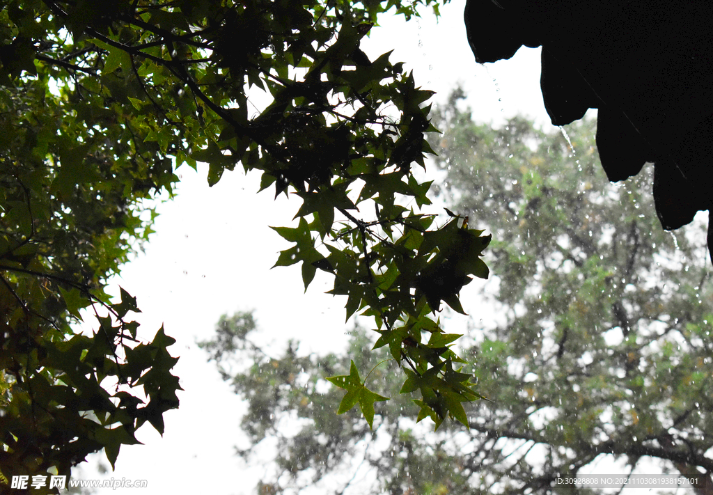 雨中的绿叶