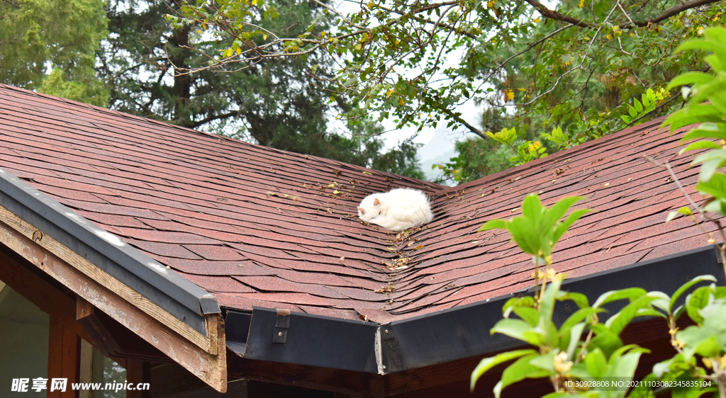 木屋顶上睡觉的小猫