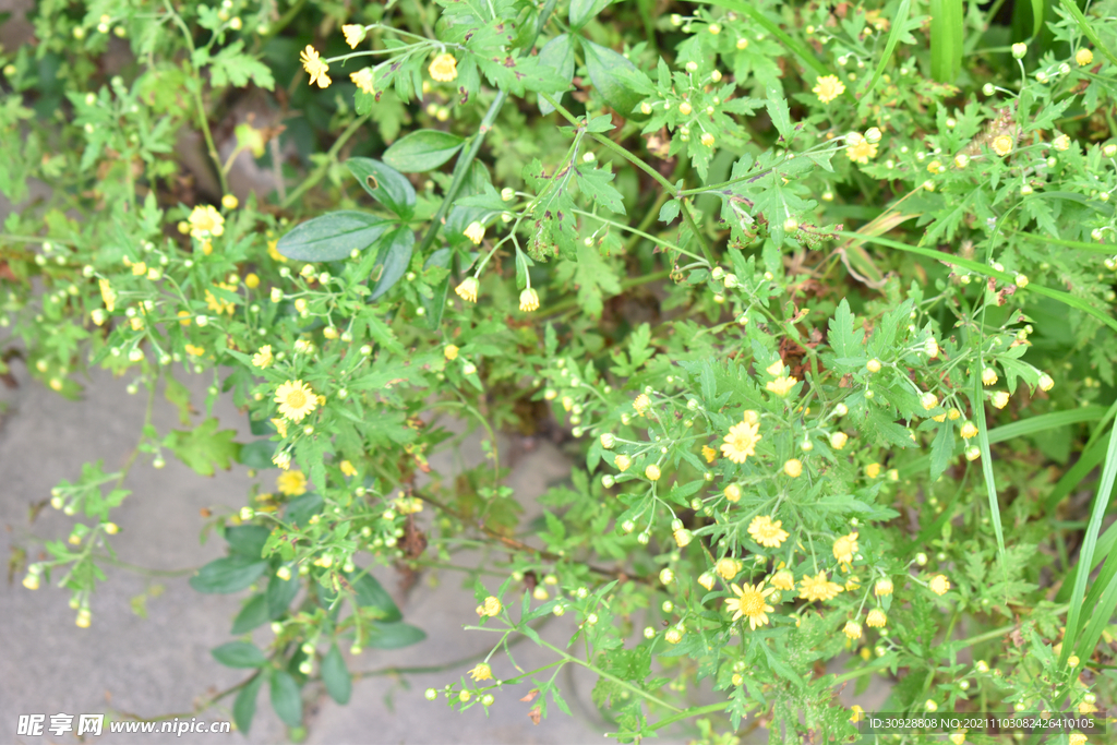 黄色小花特写花草