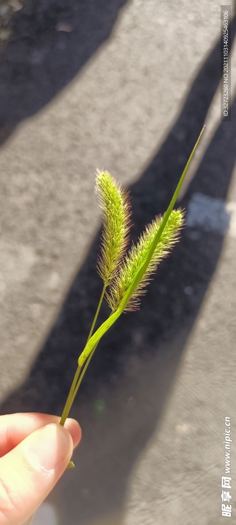 阳光下的狗尾草