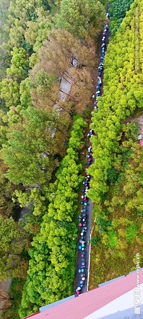 茂密树林里的一道风景 俯瞰长图