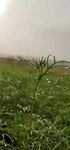 雨后小草露水
