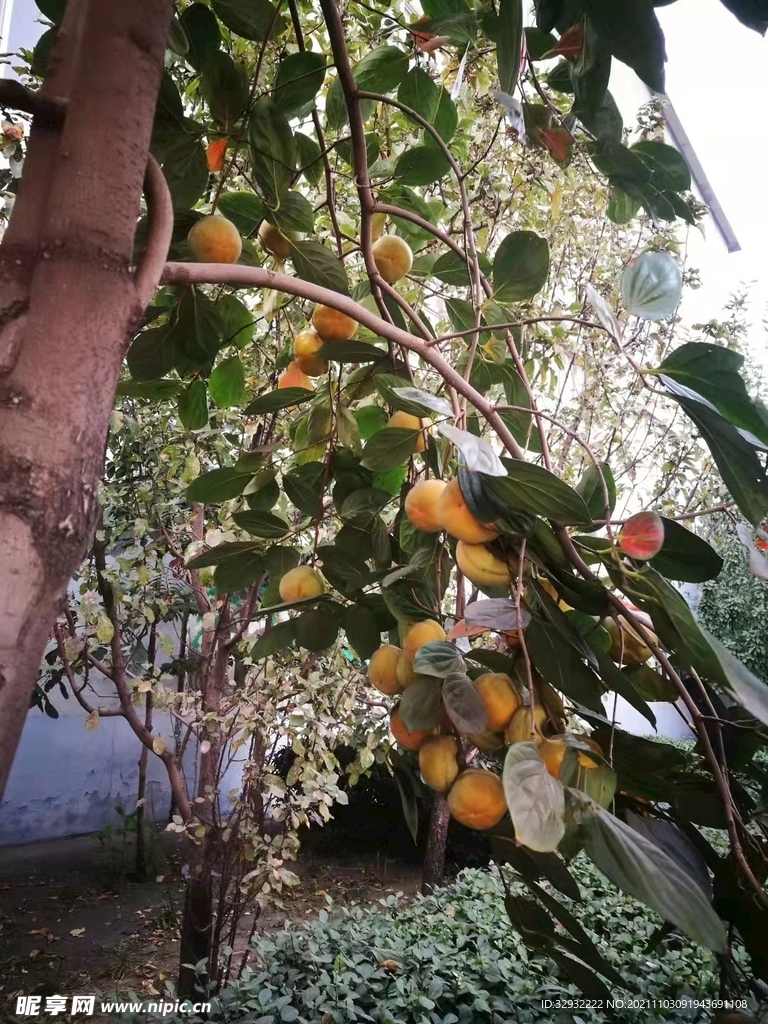 柿子树丰收
