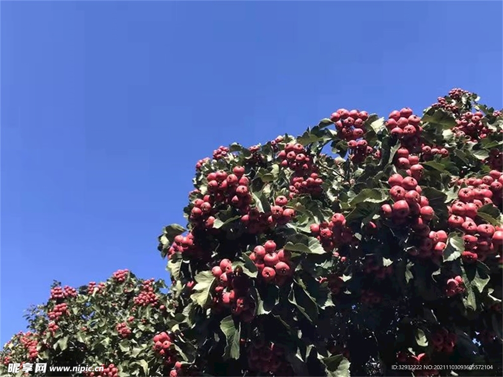 山楂树硕果累累丰收