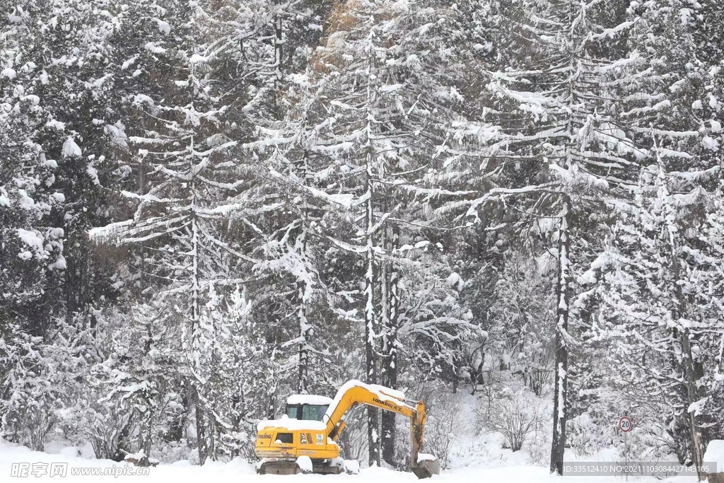 大雪压青松