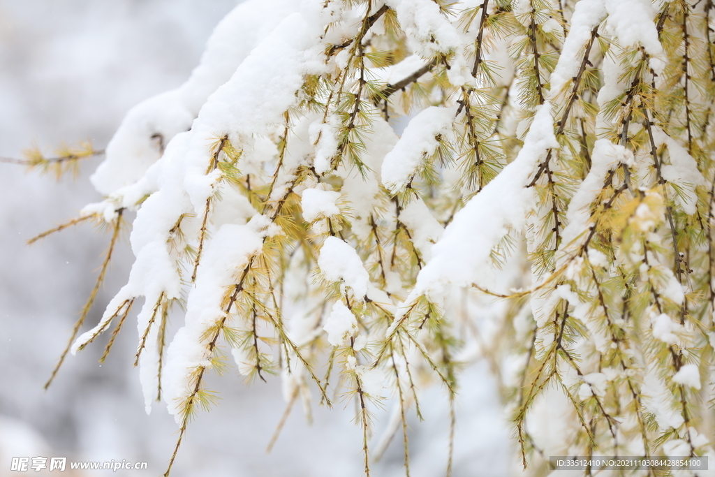 大雪压青松