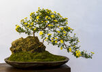 菊花盆景高清图