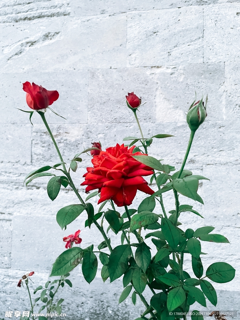月季花