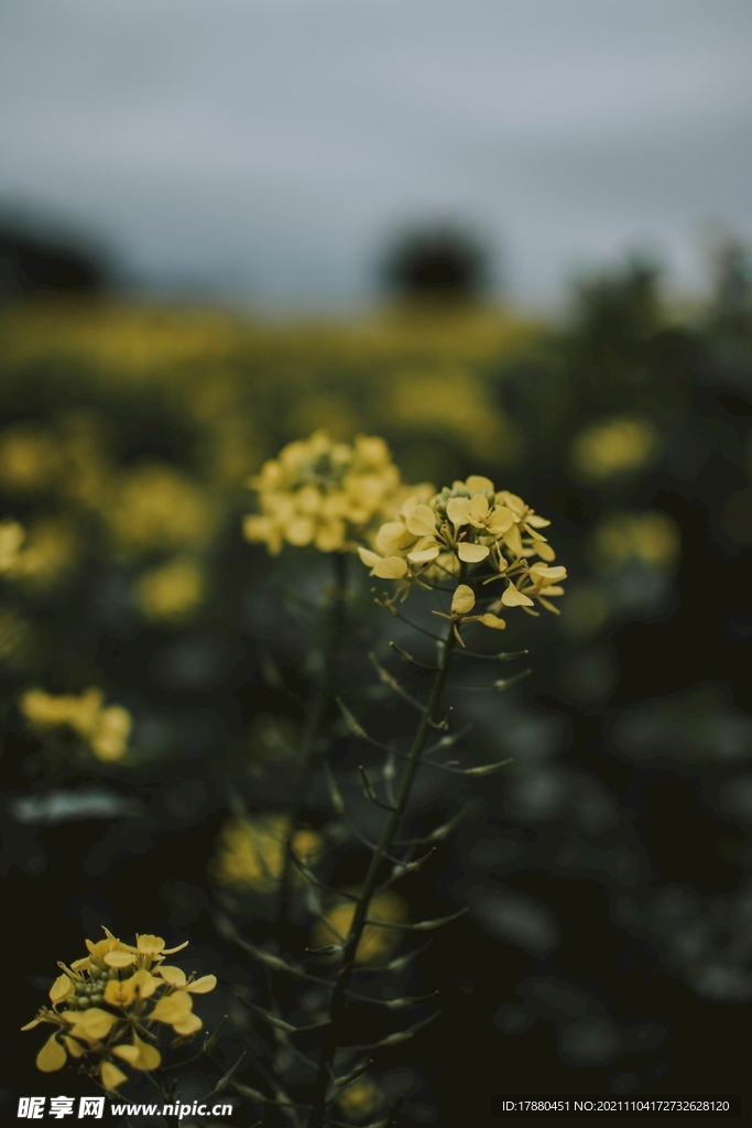 油菜花